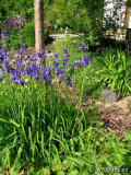 Iris sibirica 2012 vorn