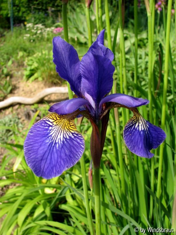 Iris sibirica 2012 hinten nah