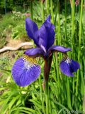 Iris sibirica 2012 hinten nah