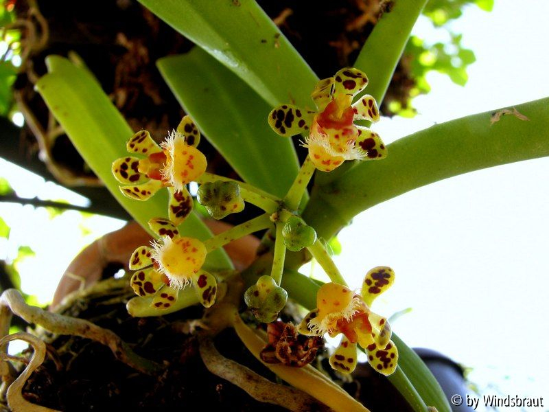 Gastrochilus calceolaris 2012