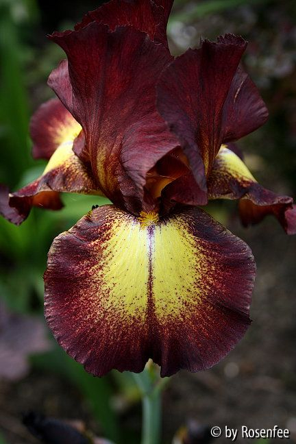 Iris aus Labenz