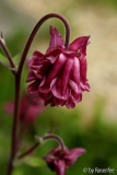 Akelei rot