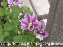 Clematis 'Pillu' blüht