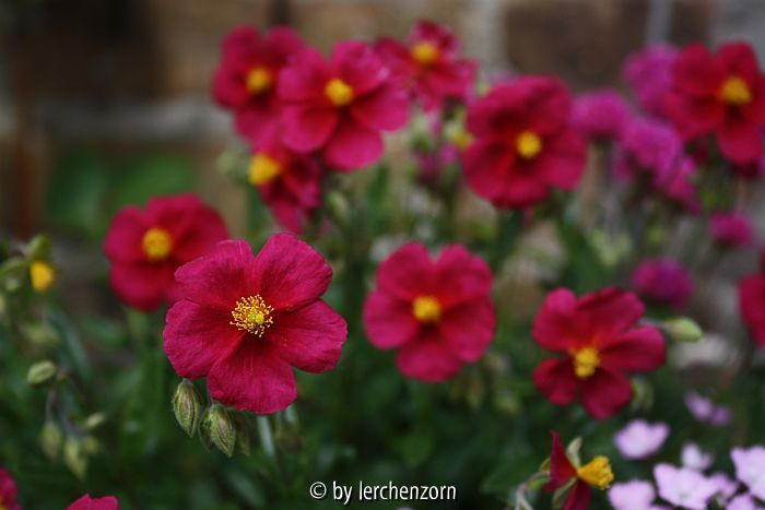 Helianthemum Cult. Supreme