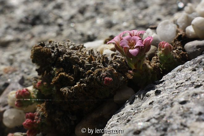 Sedum pilosum