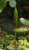 Pogonia ophioglossoides