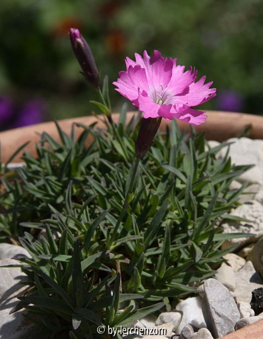 Dianthus gracilis var. simulans