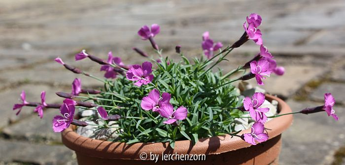 Dianthus cf. pungens subsp. brachyanthus (