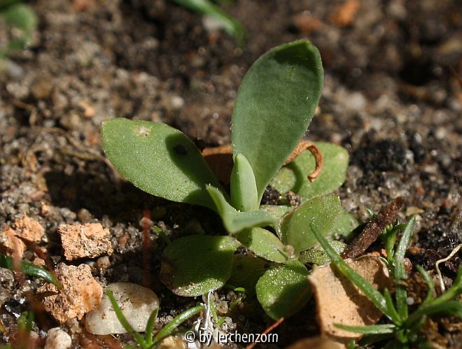 Silene armeria
