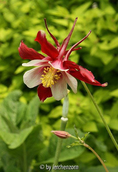Aquilegia caerulea Cult. Koralle