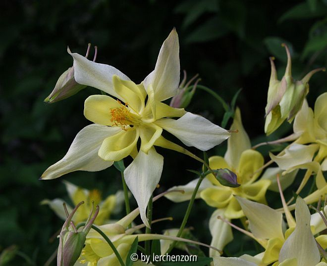Aquilegia caerulea Cult. gelb