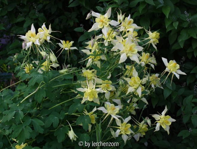 Aquilegia caerulea Cult. gelb