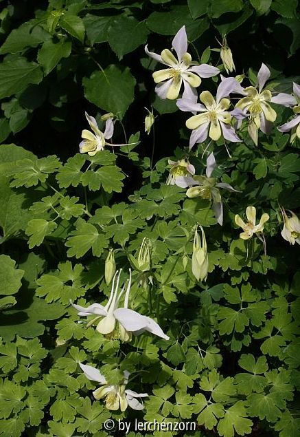 Aquilegia caerulea Cult. Absaat