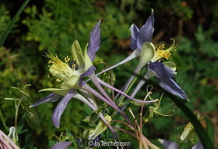 Aquilegia caerulea Cult. blaugelb