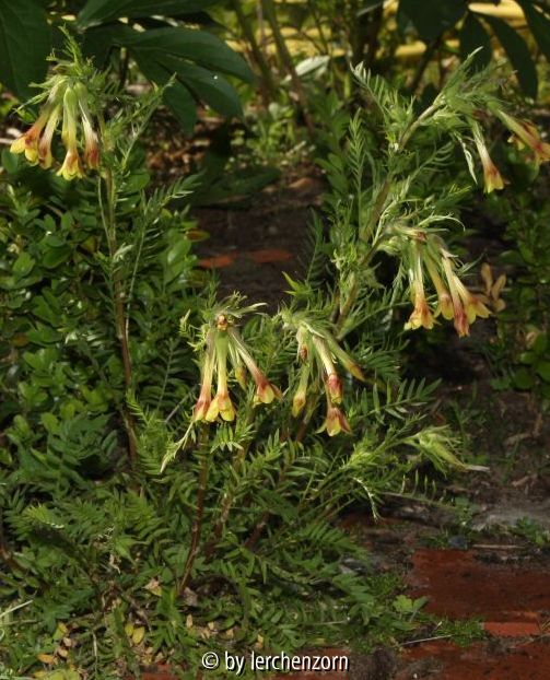 Polemonium pauciflorum