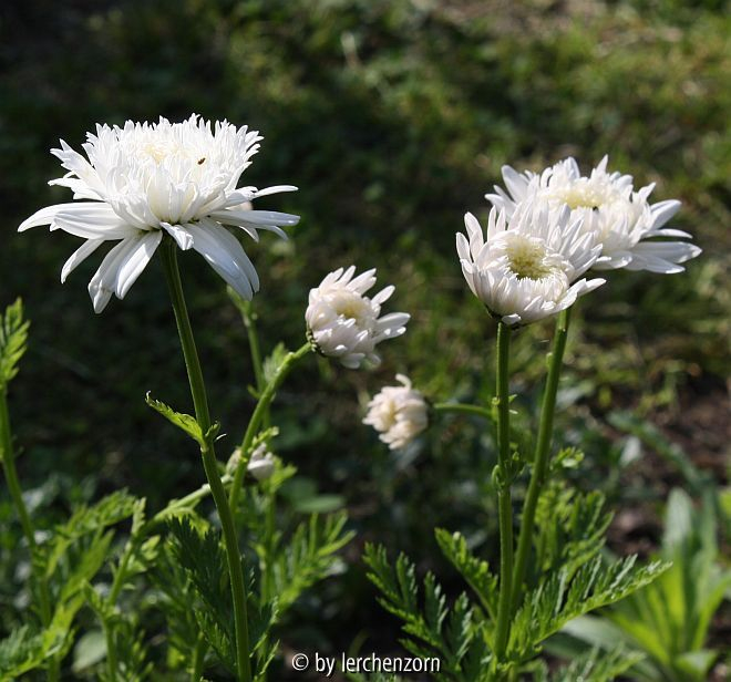 Tanacetum coccineum MontBlanc