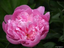Einfach ne Päonienblüte