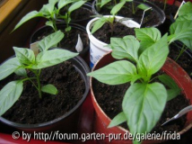 Chili Babies von Anfang Februar