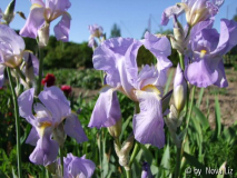 Oma Iris.JPG