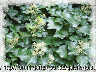 hedera