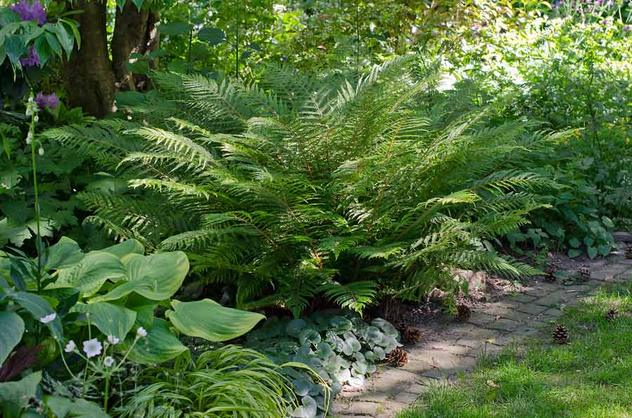 Polystichum ´Bevis´