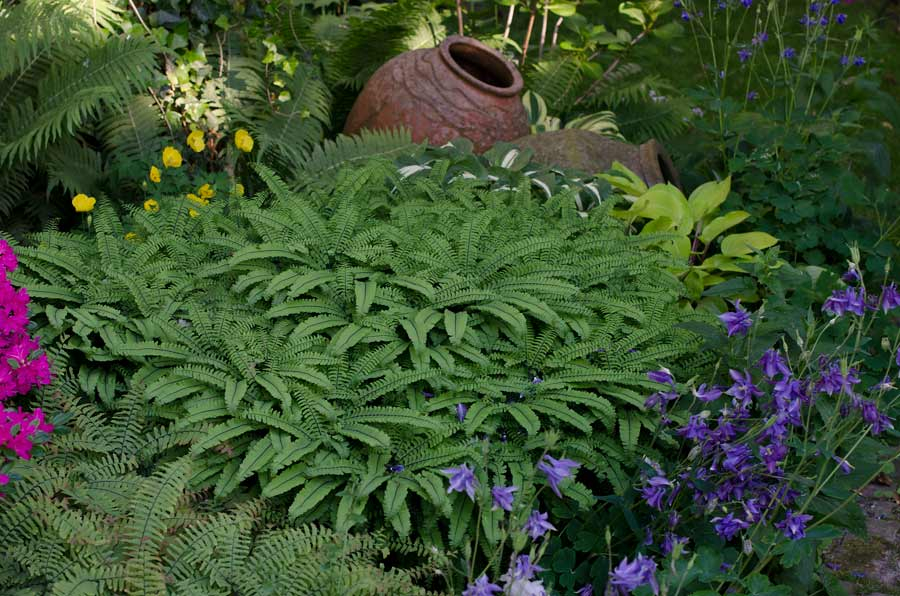 Adiantum pedatum Mai 2012