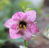 Nomocharis aperta