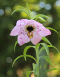 Nomocharis aperta