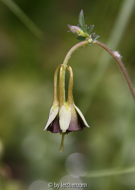Aquilegia viridiflora