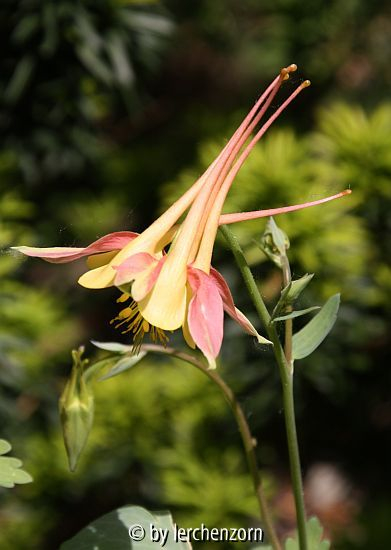 Aquilegia caerulea rotgelb