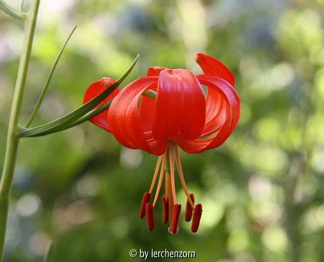 Lilium pumilum