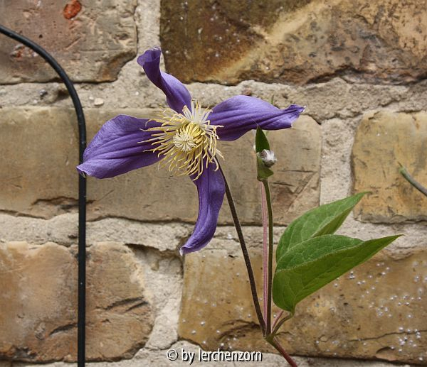 Clematis-integrifolia-Hybr. JUULI