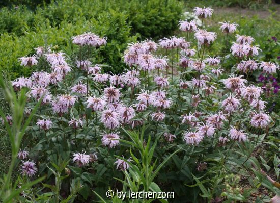 Monarda bradburiana