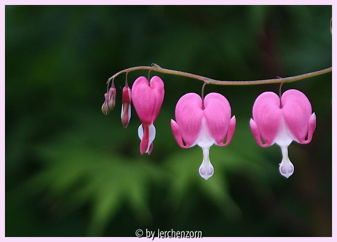 Lamprocapnos spectabilis