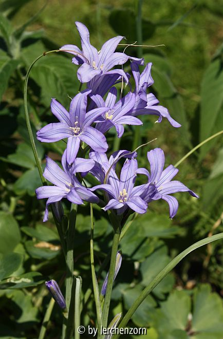 Ixiolirion tataricum