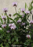 Monarda bradburiana