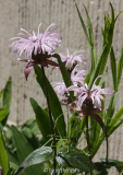 Monarda bradburiana