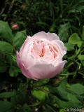 Mme Pierre Oger 1-2012