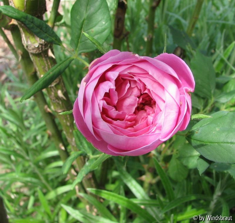 La Reine Victoria 1-2012