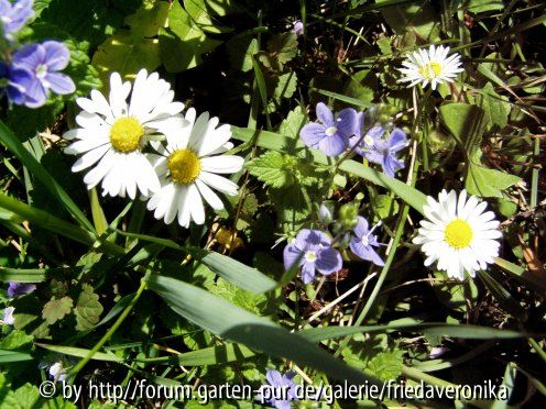Gänseblümchen und Gamander-Ehrenpreis