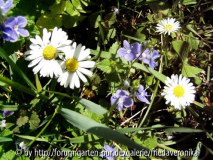 Gänseblümchen und Gamander-Ehrenpreis