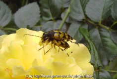 Sechs im Bed of Roses