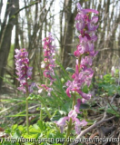 Hohler Lerchensporn