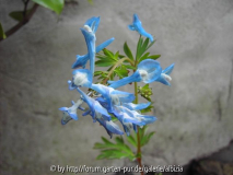 Corydalis flexuosa 'Blue Panda'