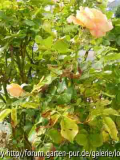 Rose2012