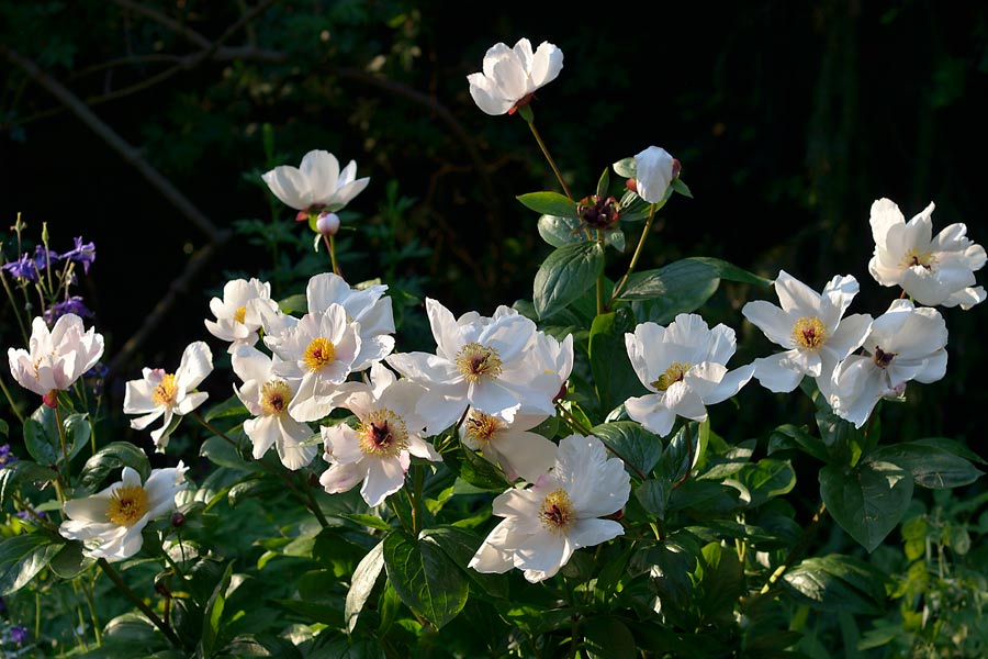 Paeonia ´Garden Peace´