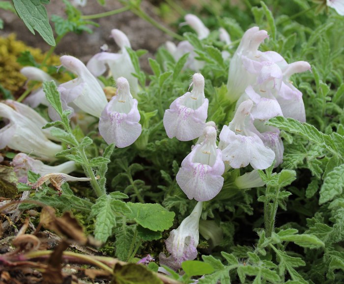 Salvia caespitosa