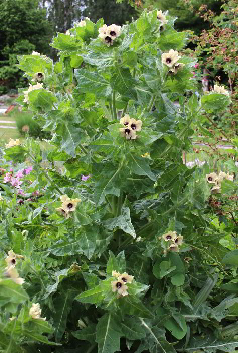 Hyoscyamus niger