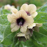Hyoscyamus niger