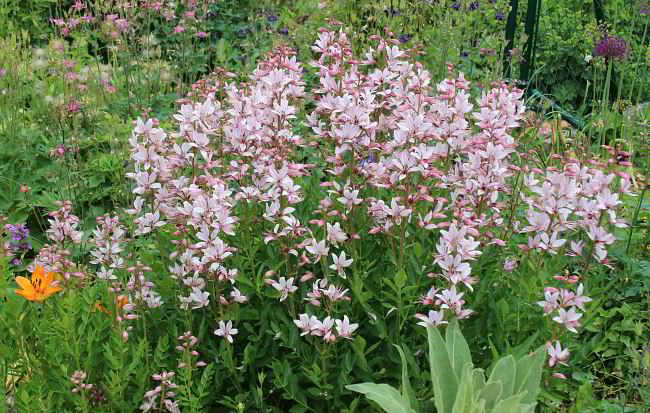 Dictamnus albus